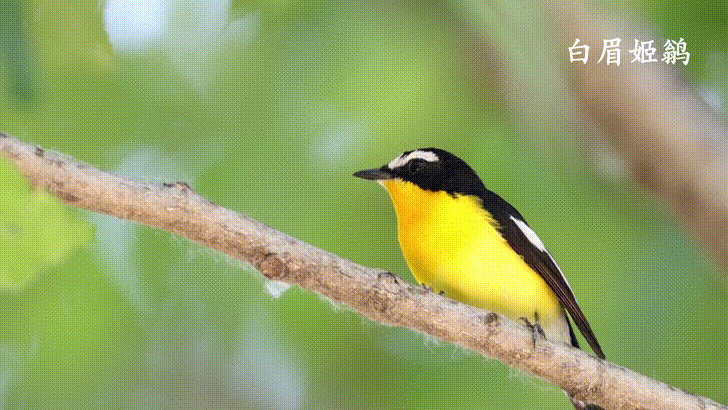 闭眼聆听！这是404种野生鸟类在北京密云繁衍生息！