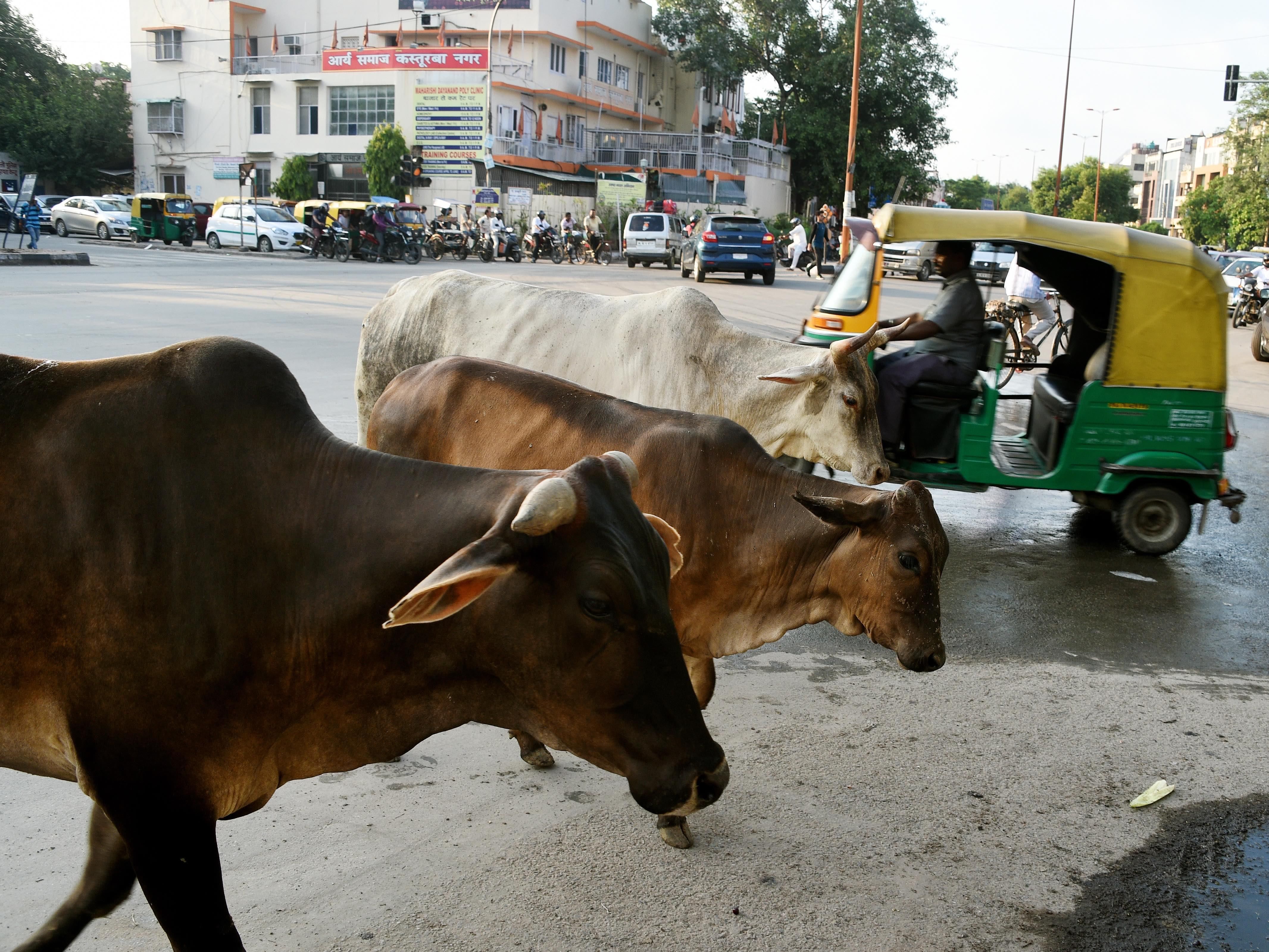 禁止杀牛14年后,印度中央邦流浪牛成灾
