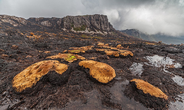 图为火灾被烧树木。
