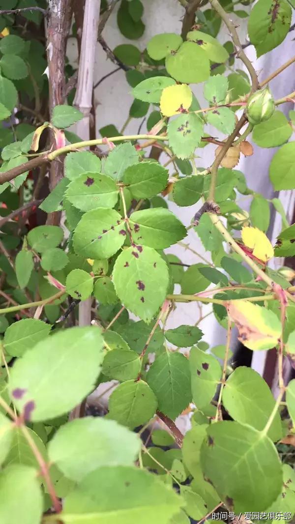 月季被称为"药罐子"的真相!