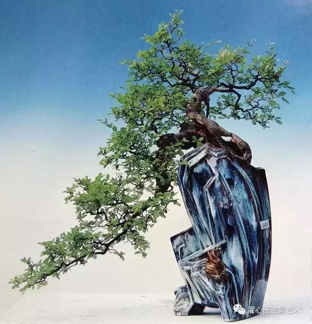 盆景之配盆, 也是一门学问, 快来聆听谢荣耀老师谈盆景的配盆