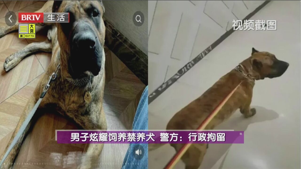 男子炫耀饲养禁养犬 警方：行政拘留