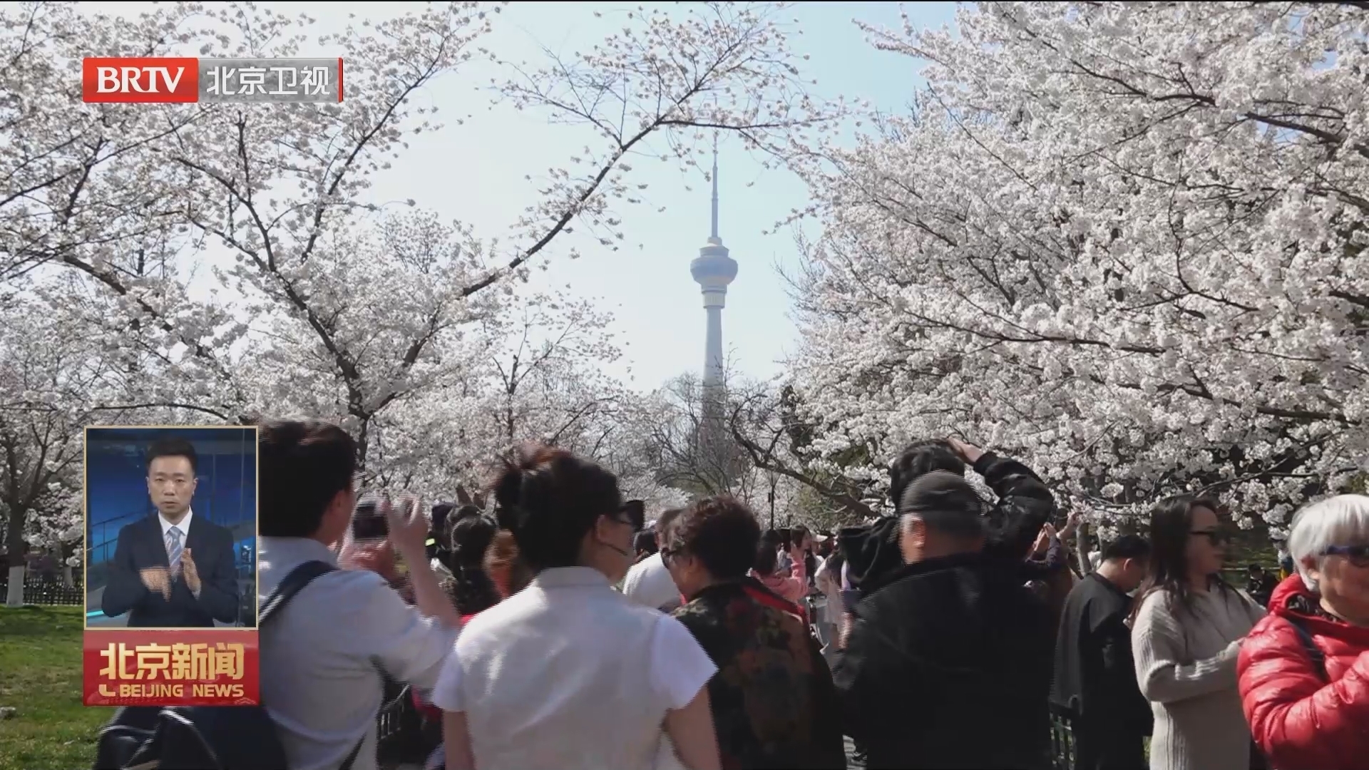 行走在春天里｜双休日11万人次玉渊潭赏樱花