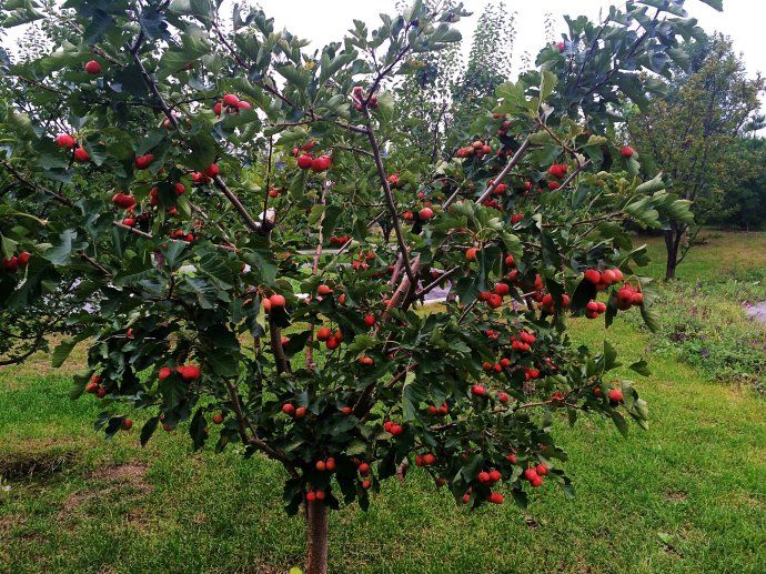 乳腺增生有硬块?常吃这3种水果,把乳腺病治