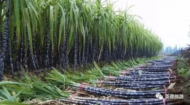 英德,你了解她吗?广东国土面积最大的县级行政