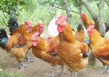 0后大学生毕业回家创业,凭借种植园一年收入六