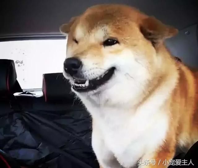 为口吃的,柴犬眼睛眯条缝,咧嘴抛媚眼:铲屎的,瞅