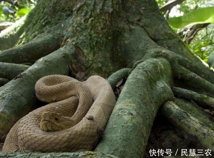 世界上最令人头皮发麻的三大蛇岛, 第二个在中