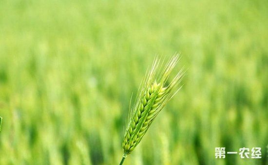 坚持农业农村优先发展 把握乡村振兴战略的六