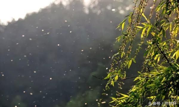 王国维词的黛玉情结