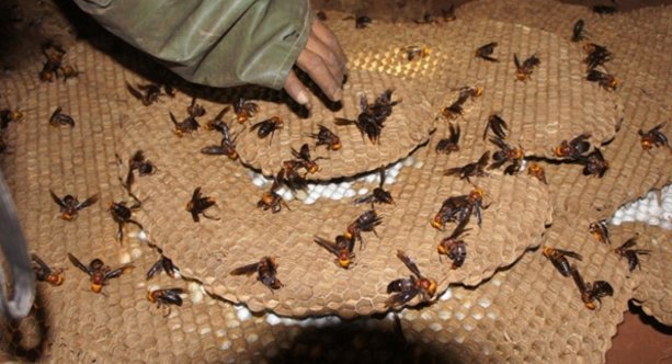 农村的土霸王人人害怕它,这个的作用是什么,几个人知道?