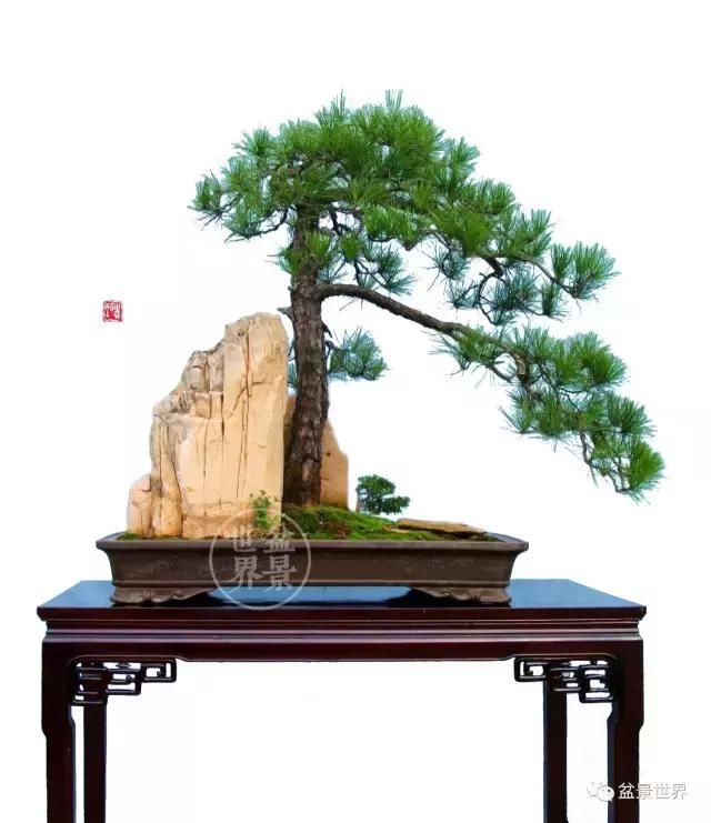 大雪压青松,青松挺且直,黄山松盆景精品欣赏