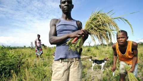 中国小伙到非洲种青菜,完全改变了当地的蔬菜