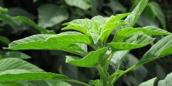 因野苋菜中的铁,钙由于没有草酸的干忧,其利用率较高,没有副作用,有