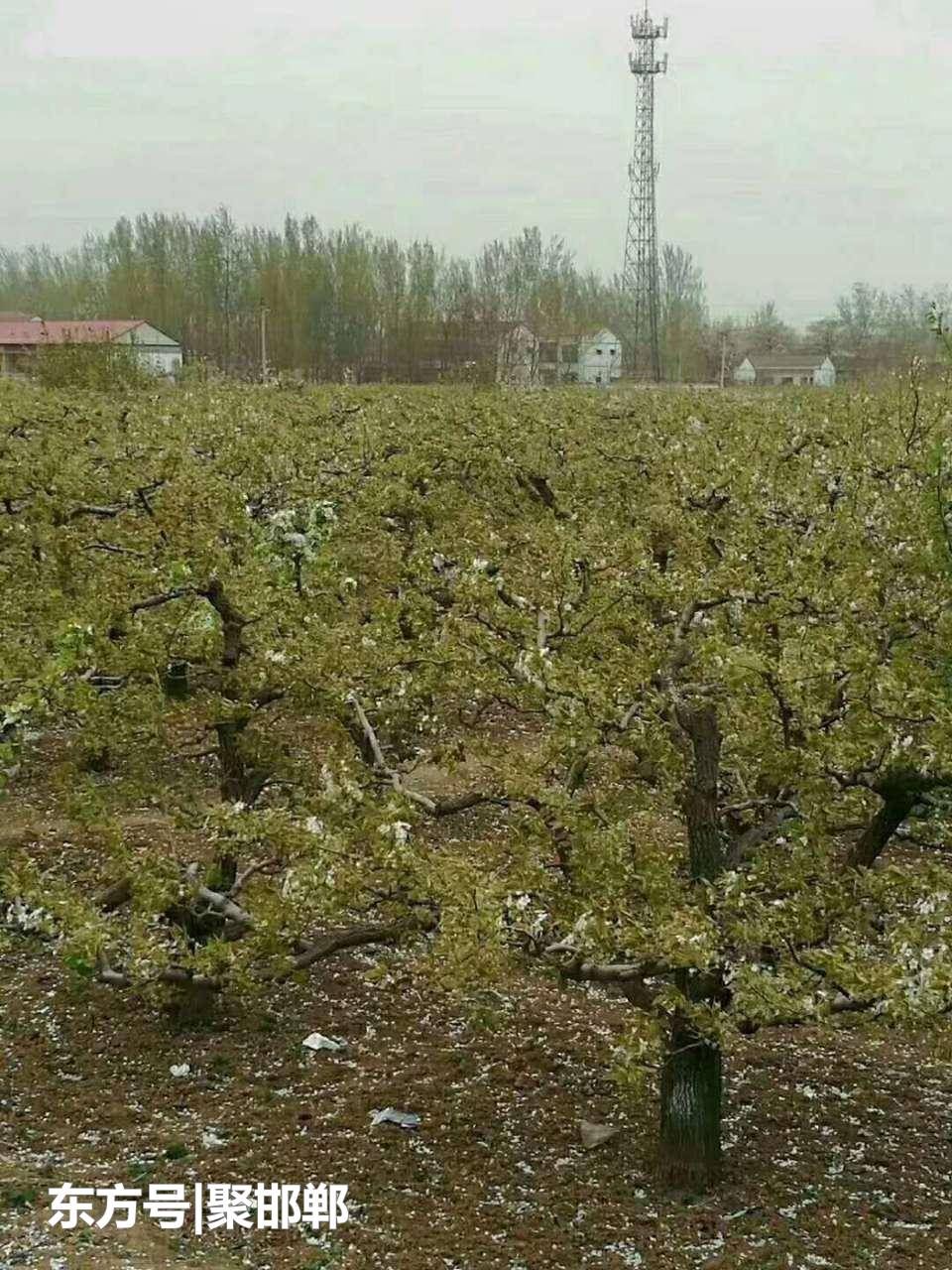 天公不作美!邯郸魏县梨花节的梨花被吹落一地