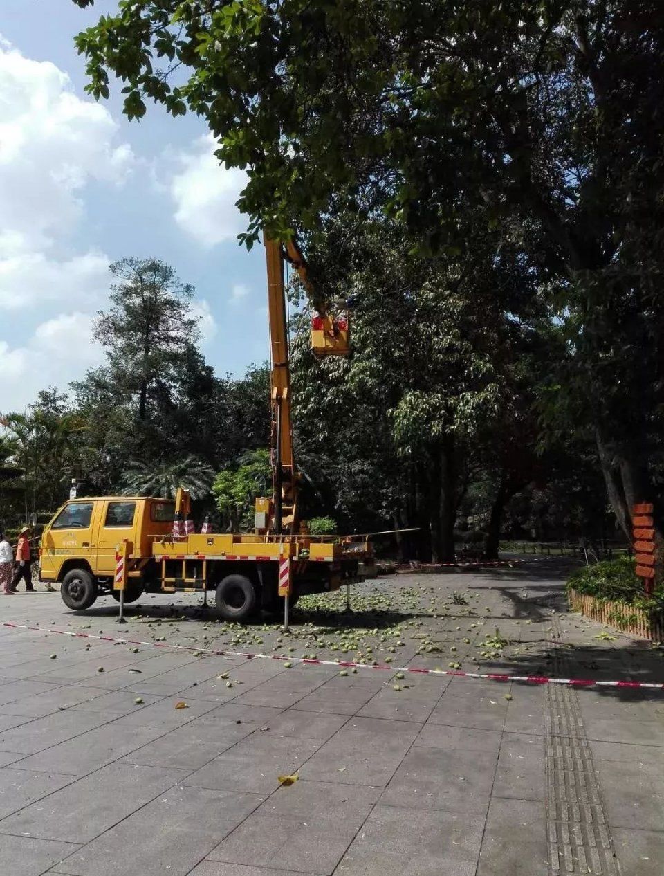 佛山路边的芒果可以吃吗?园林部门说…