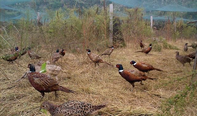 现在养殖野鸡有销路吗?
