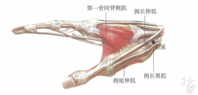 阳溪穴补阳气,提精神,治疗眼睛酸痛,眼睛胀痛
