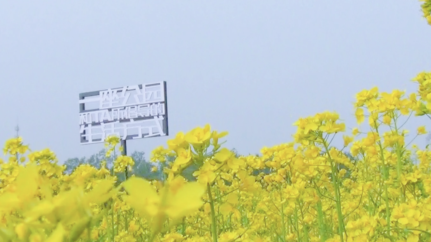 错过等一年！北京顶流油菜花海已花开遍野