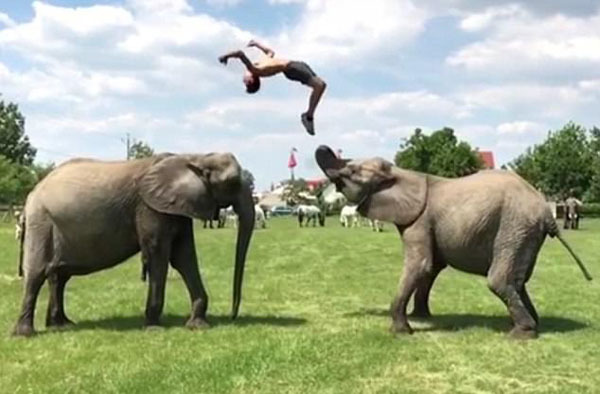 技艺了得!匈牙利马戏团演员"与象共舞"惊艳众人