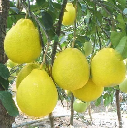 广西特产有什么值得带,广西特产送礼有哪些什