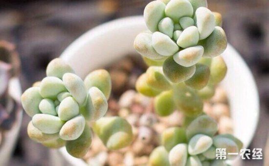 多肉植物天使之泪怎么养?天使之泪的繁殖方法