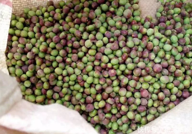 小时候常吃的1种野果,饿了就把它当饭吃,就是不知道叫什么