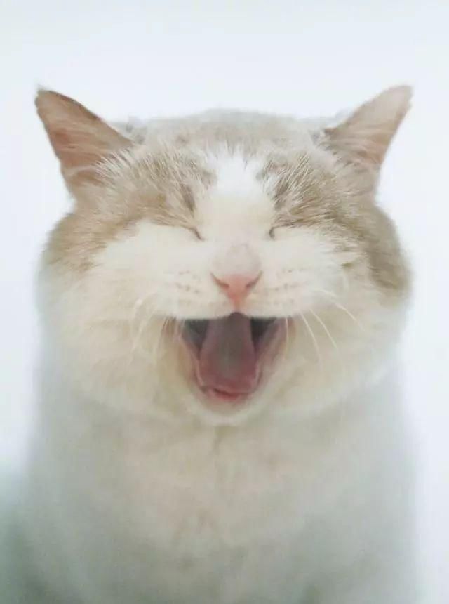 流浪猫因病被拔光牙齿,依然微笑乐观,像没戴假