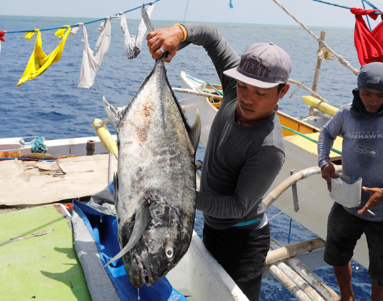 菲律宾渔民给捕获的金枪鱼称重.