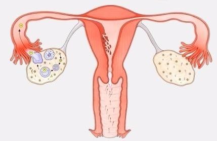 孕不育王静专家解析,女性输卵管不通的检查方