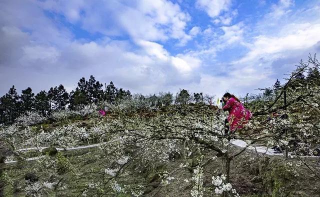 铜梁花果山图片