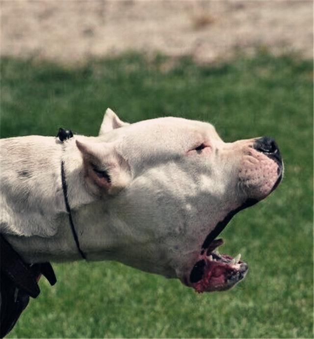 史上最强猛犬阵容,分分钟俘获你的内心