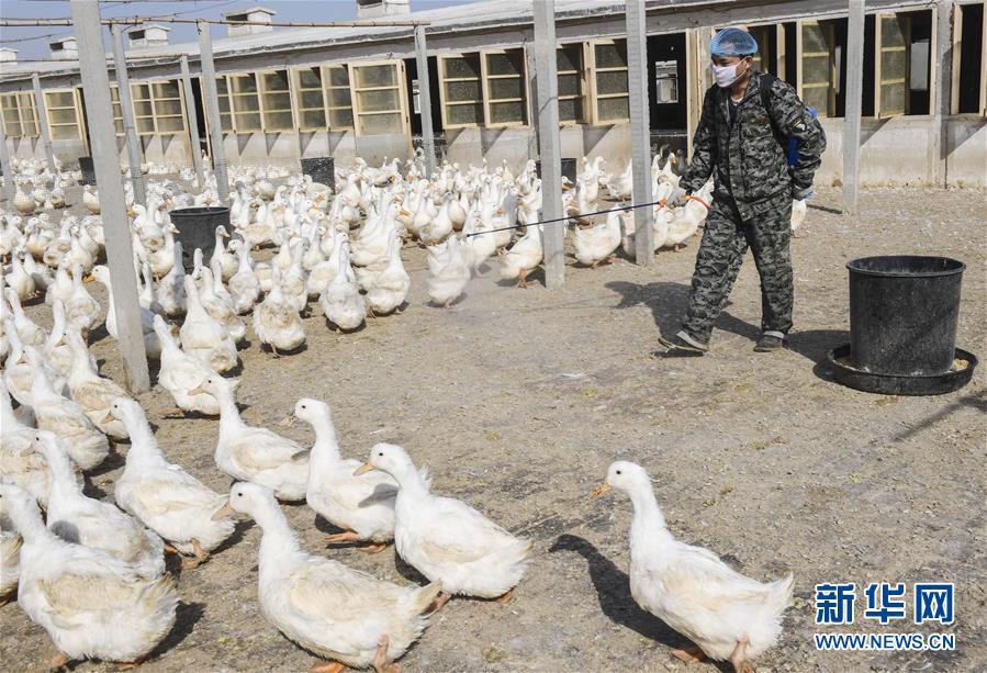 3月13日，河北乐寿鸭业有限责任公司的养殖工人在为鸭舍消毒。新华社记者 李晓果 摄