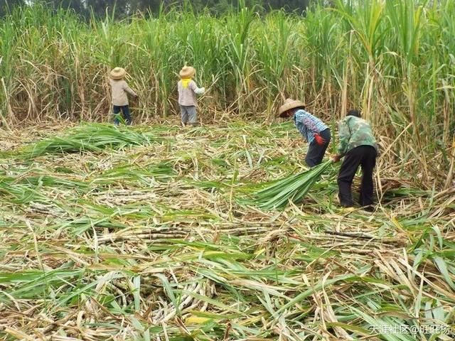 崇左人,2017\/2018榨季广西糖料蔗收购价格是…