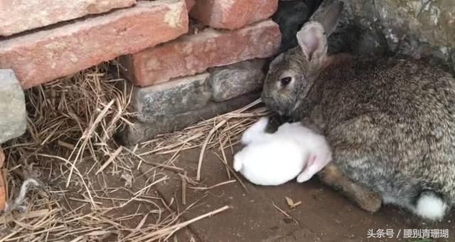 小兔子拉肚子了怎么办?农民大叔用这种野草就