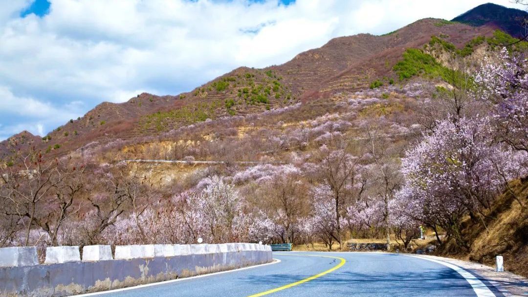 蒲洼乡：“山花经济”带给山村新希望