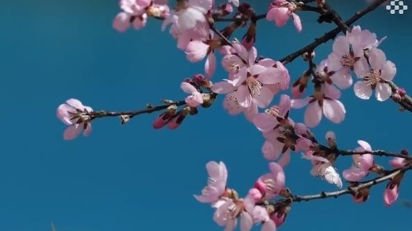 桃花朵朵开！春日九寨邂逅桃花 每一帧都是浪漫