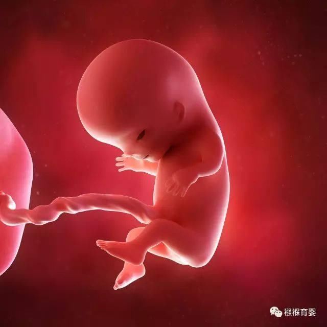 怀孕1-42周的3D胎儿超声图-北京时间