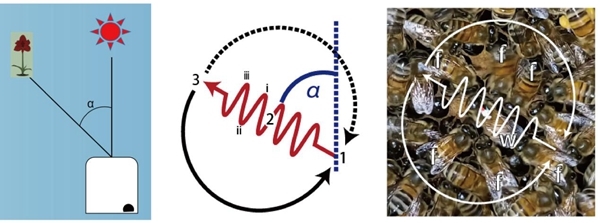 中国科学家证实蜜蜂“舞蹈语言”可以言传身教
