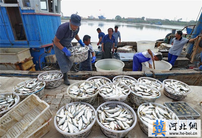 河北省黄骅市:出海归来