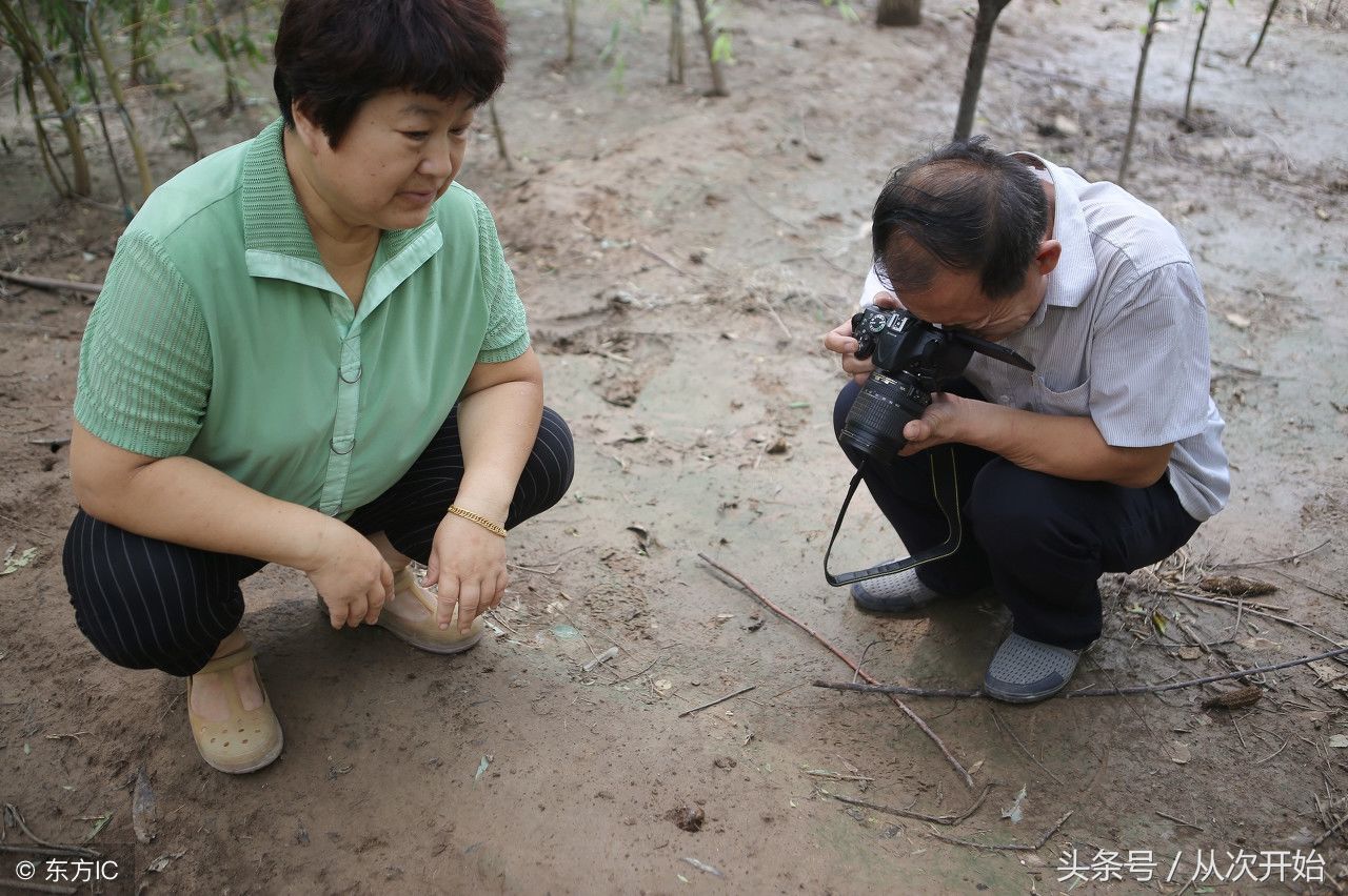 夫妻承包100多亩地树下种金蝉,一亩地能产2万