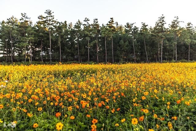 这几大生肖女命中注定有金,儿女双全,光宗耀祖
