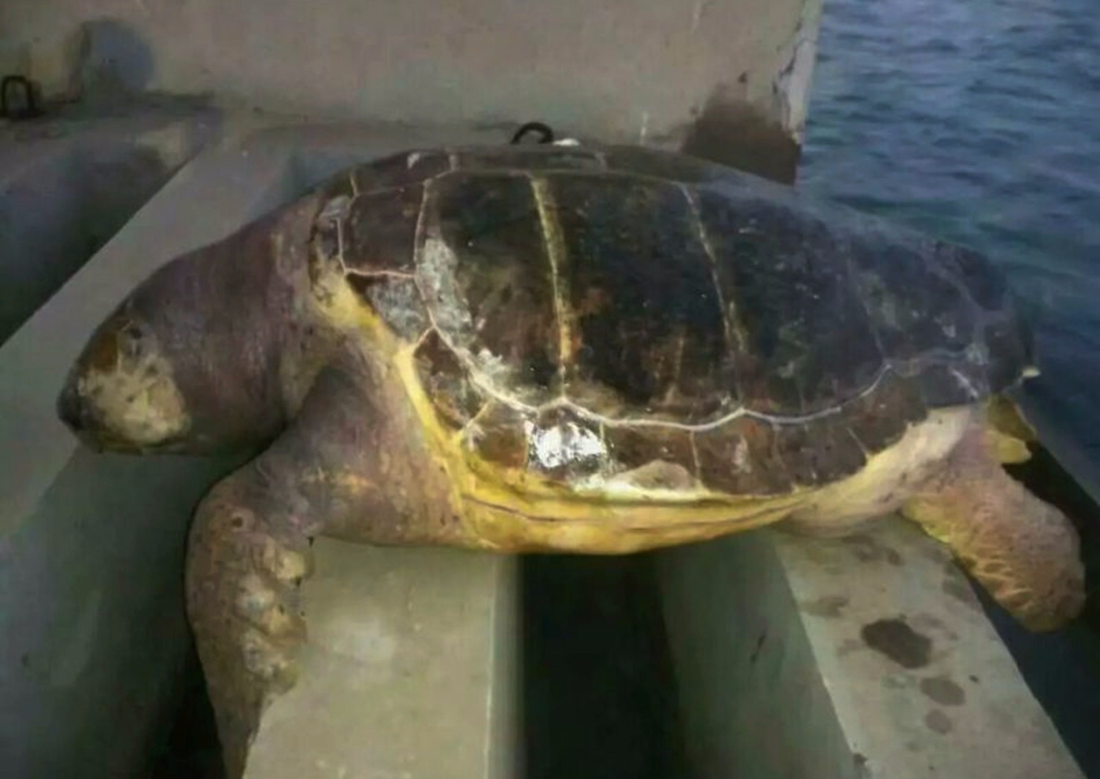 山东一码头现巨型海龟 长近一米已死亡多日