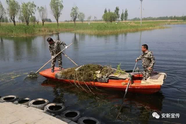 参与环境整治 助力新区建设 安新民兵在行动