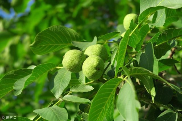 青核桃皮、鸽子蛋炒蚯蚓,我只想知道谁告诉你