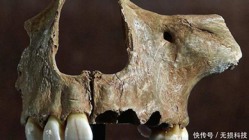 世界未解之谜:人类的祖先到底是鱼还是猿猴?网