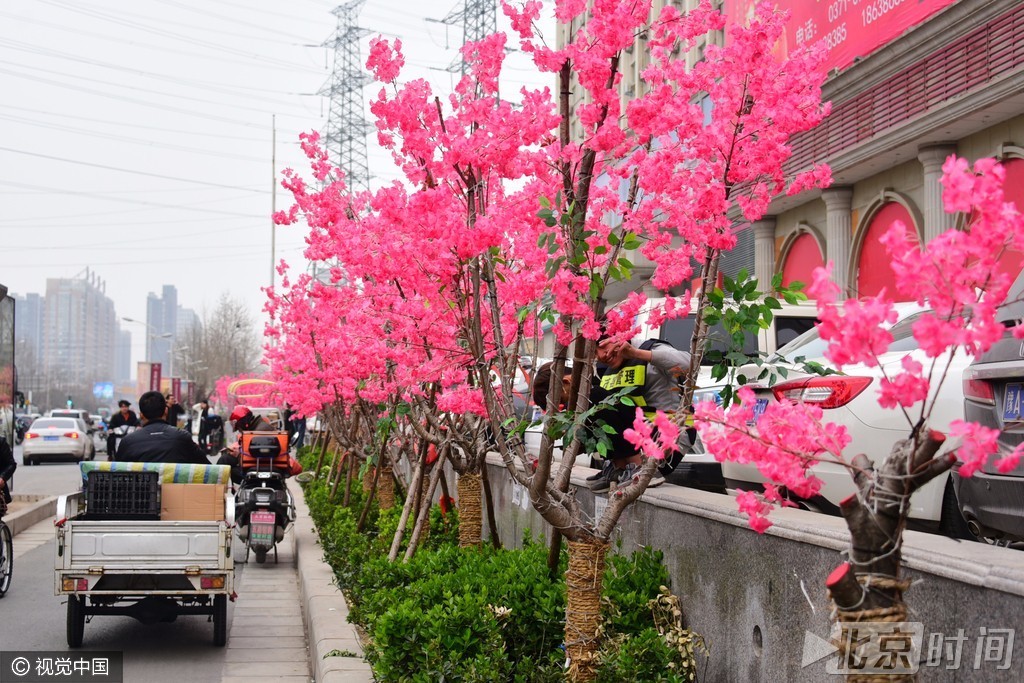 郑州樱桃树上插假花 市民赏花被电