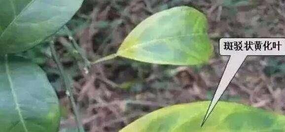柑桔新病害:黄化脉病,专家说有方法治