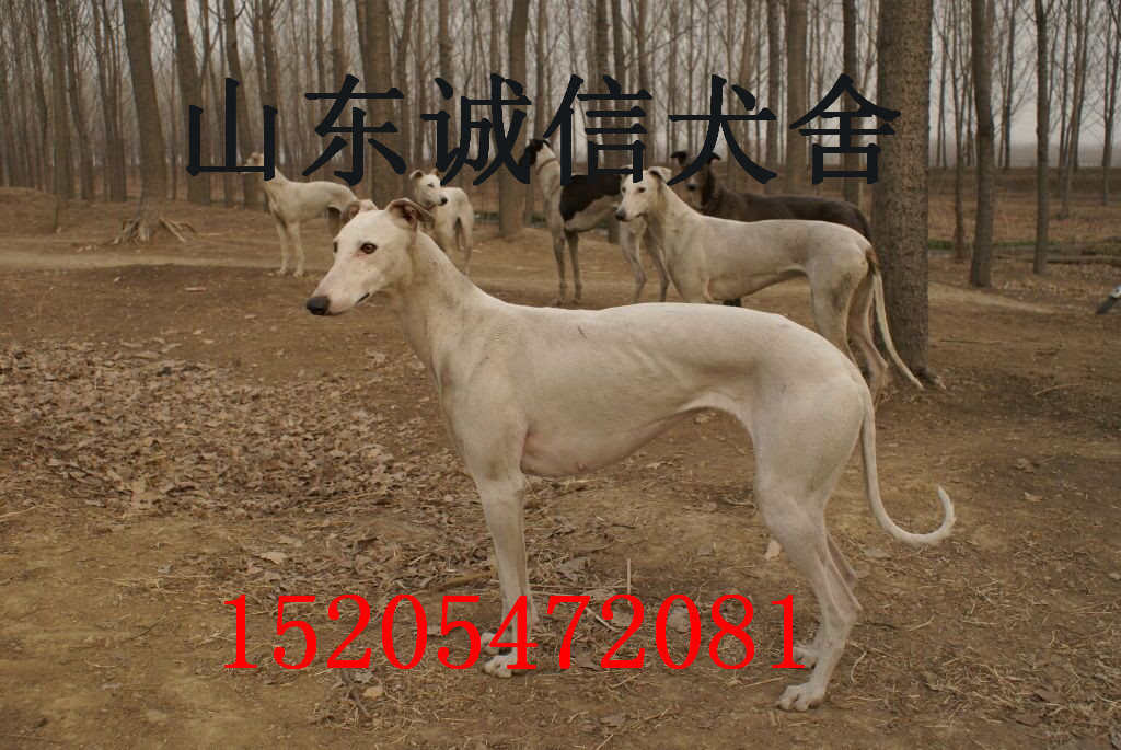 合肥格力成年犬赛狗格力犬