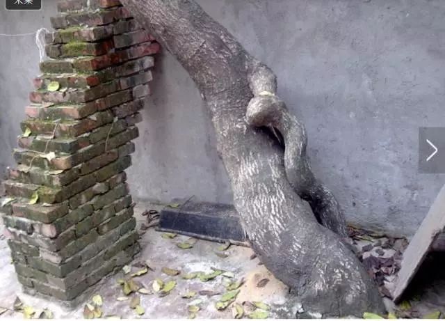 毛泽东为何生不进故宫,死不进十三陵?